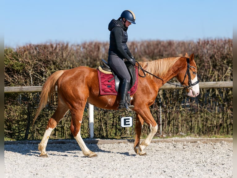 Paint Horse Mix Merrie 4 Jaar 154 cm Vos in Neustadt (Wied)