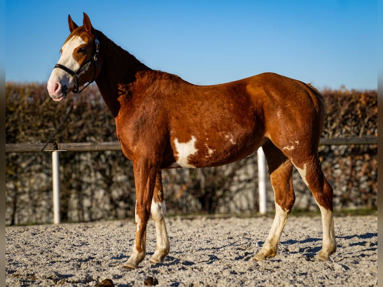 Paint Horse Mix Merrie 4 Jaar 154 cm Vos in Neustadt (Wied)