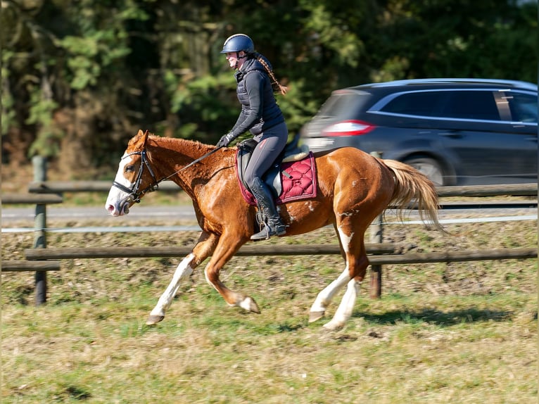 Paint Horse Mix Merrie 4 Jaar 154 cm Vos in Neustadt (Wied)