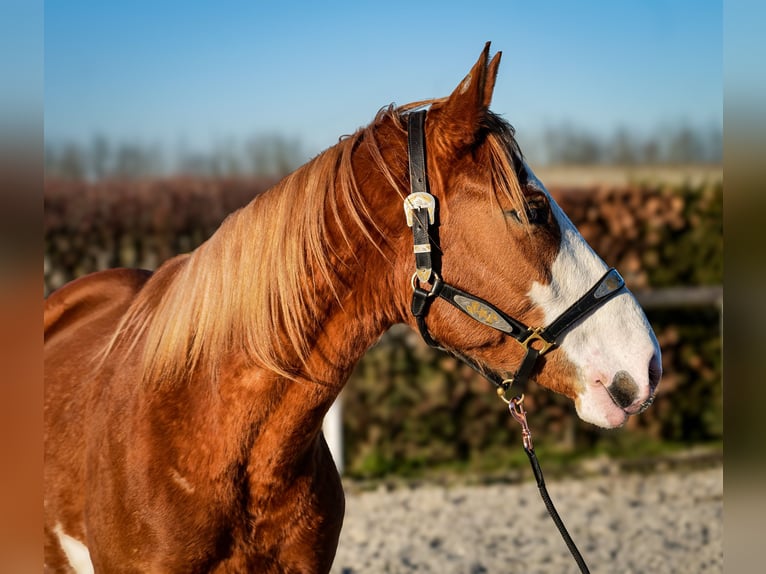 Paint Horse Mix Merrie 4 Jaar 154 cm Vos in Neustadt (Wied)