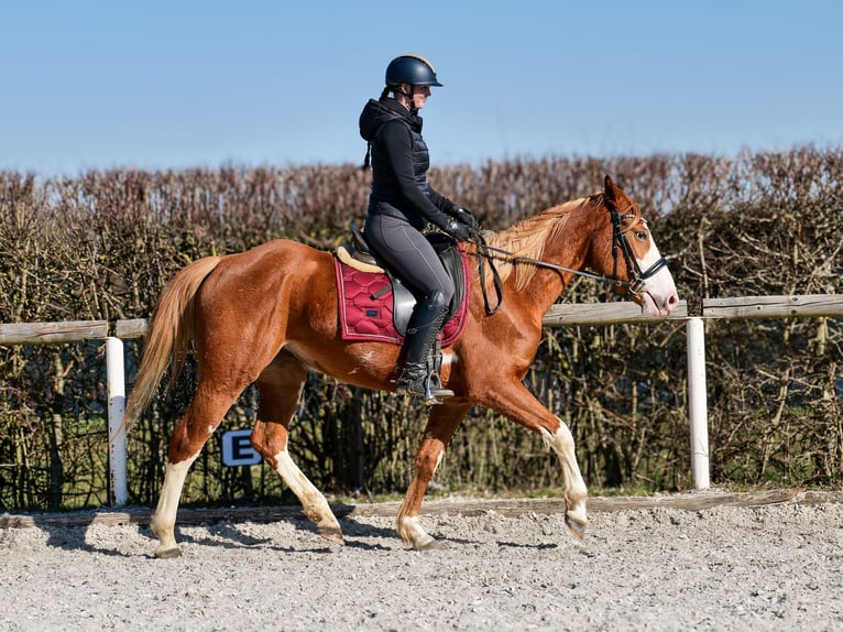 Paint Horse Mix Merrie 4 Jaar 154 cm Vos in Neustadt (Wied)