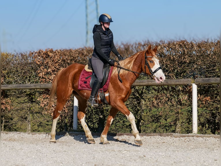 Paint Horse Mix Merrie 4 Jaar 154 cm Vos in Neustadt (Wied)