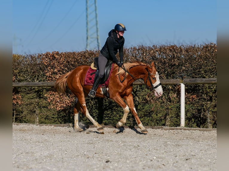 Paint Horse Mix Merrie 4 Jaar 154 cm Vos in Neustadt (Wied)