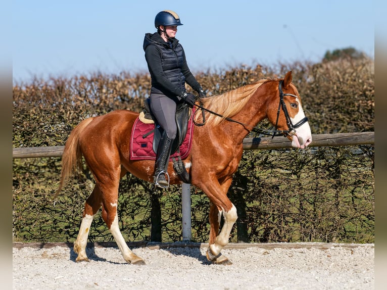 Paint Horse Mix Merrie 4 Jaar 154 cm Vos in Neustadt (Wied)