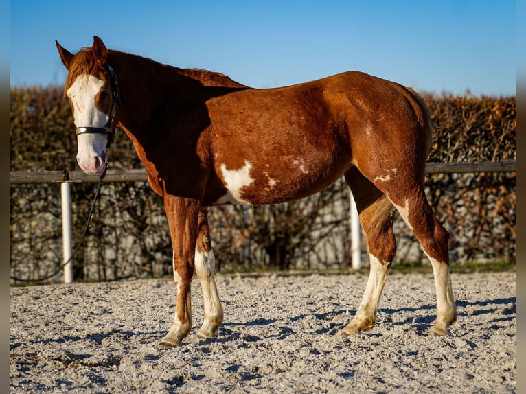 Paint Horse Mix Merrie 4 Jaar 154 cm Vos in Neustadt (Wied)