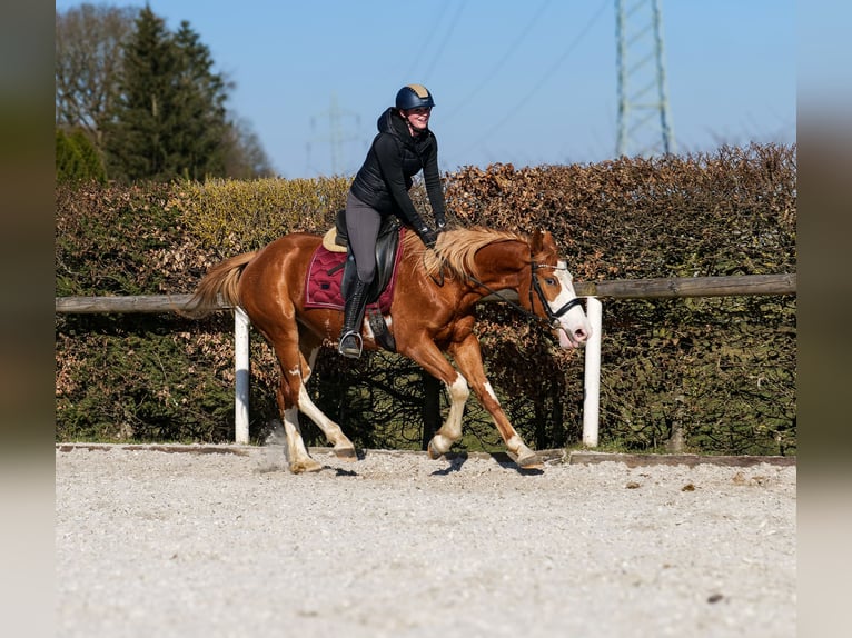 Paint Horse Mix Merrie 4 Jaar 154 cm Vos in Neustadt (Wied)