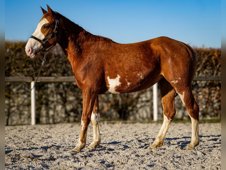 Paint Horse Mix Merrie 4 Jaar 154 cm Vos in Neustadt (Wied)