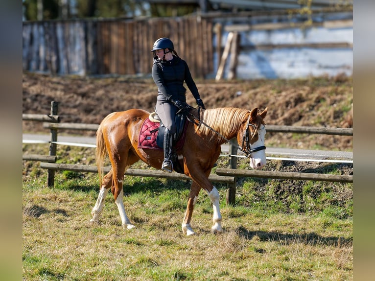 Paint Horse Mix Merrie 4 Jaar 154 cm Vos in Neustadt (Wied)