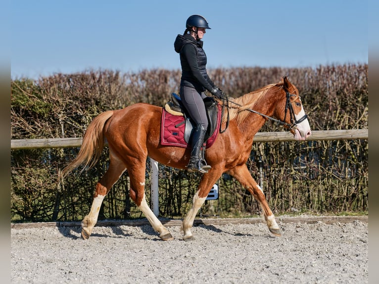 Paint Horse Mix Merrie 4 Jaar 154 cm Vos in Neustadt (Wied)