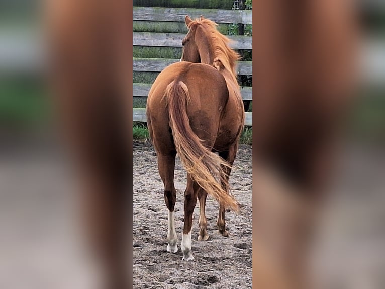 Paint Horse Merrie 4 Jaar 155 cm Gevlekt-paard in Mussel