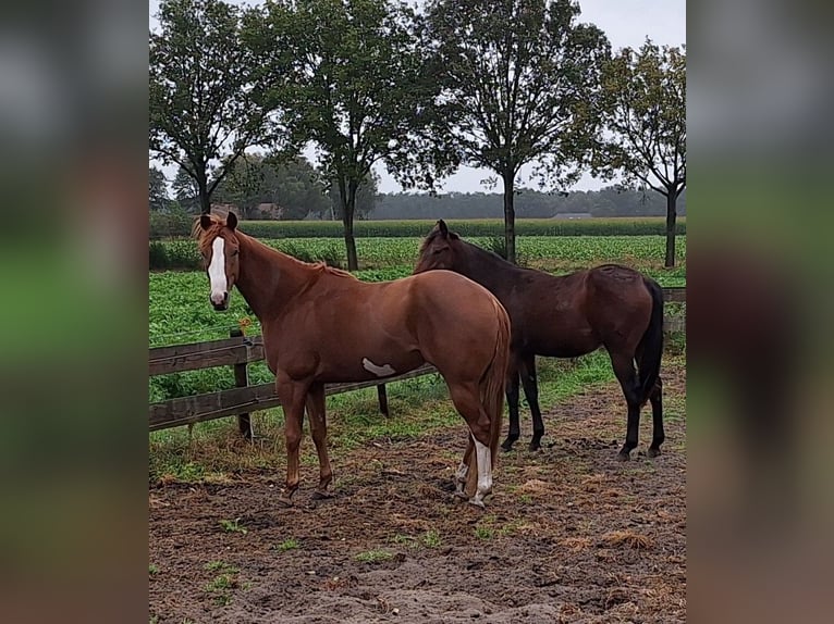 Paint Horse Merrie 4 Jaar 155 cm Gevlekt-paard in Mussel