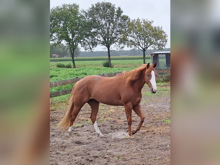 Paint Horse Merrie 4 Jaar 155 cm Gevlekt-paard in Mussel