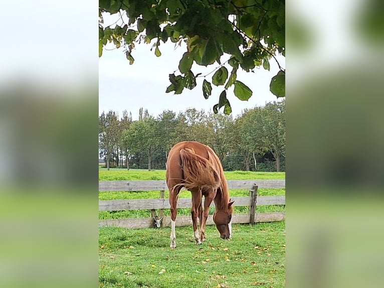 Paint Horse Merrie 4 Jaar 155 cm Gevlekt-paard in Mussel