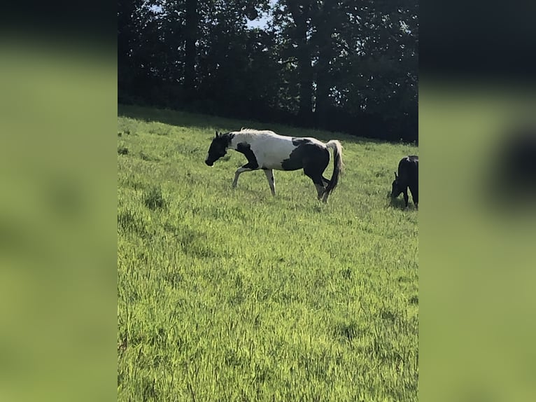 Paint Horse Merrie 4 Jaar 156 cm Gevlekt-paard in Heiligenhaus