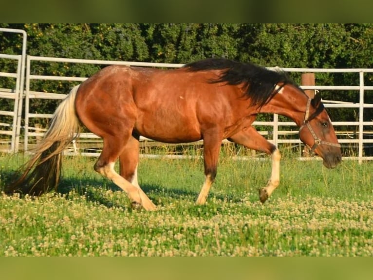 Paint Horse Merrie 4 Jaar Gevlekt-paard in Buchbach