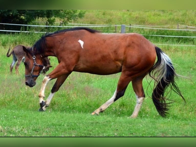 Paint Horse Merrie 4 Jaar Gevlekt-paard in Buchbach