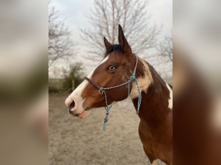 Paint Horse Merrie 5 Jaar 143 cm Gevlekt-paard in Müllheim