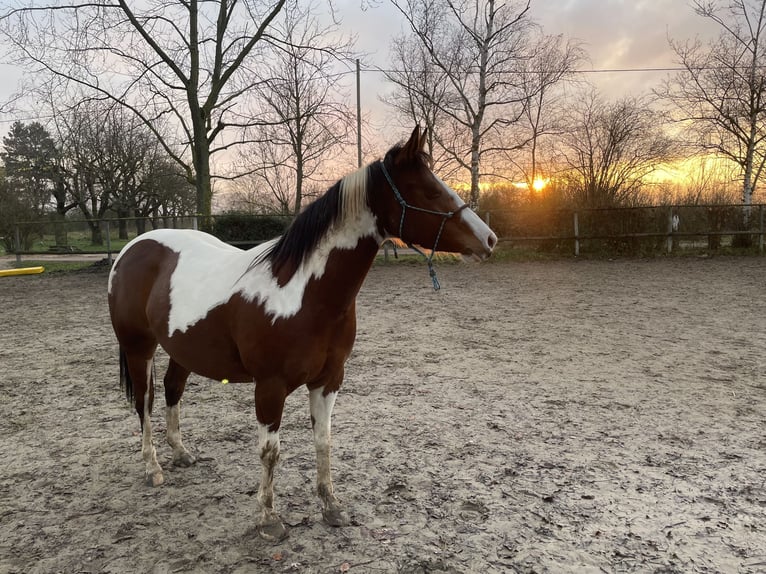 Paint Horse Merrie 5 Jaar 143 cm Gevlekt-paard in Müllheim