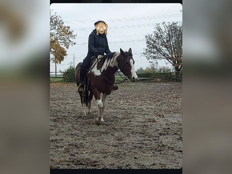 Paint Horse Merrie 5 Jaar 143 cm Gevlekt-paard in Müllheim