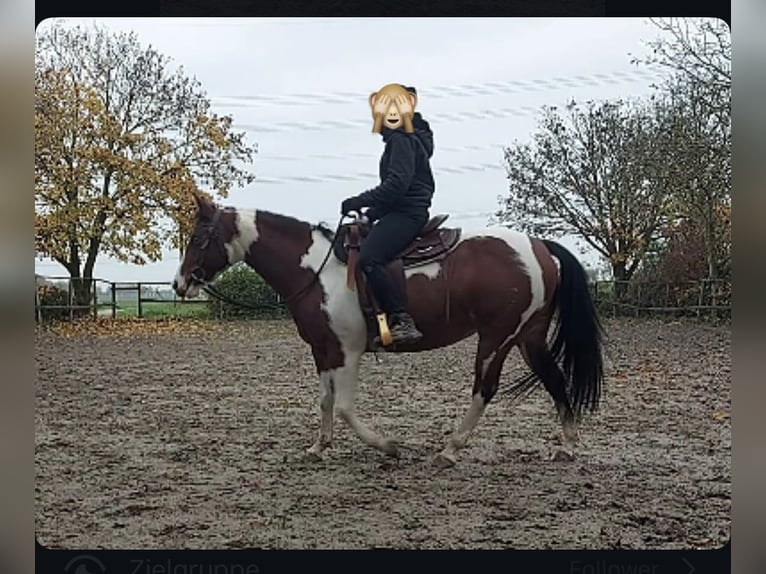 Paint Horse Merrie 5 Jaar 143 cm Gevlekt-paard in Müllheim