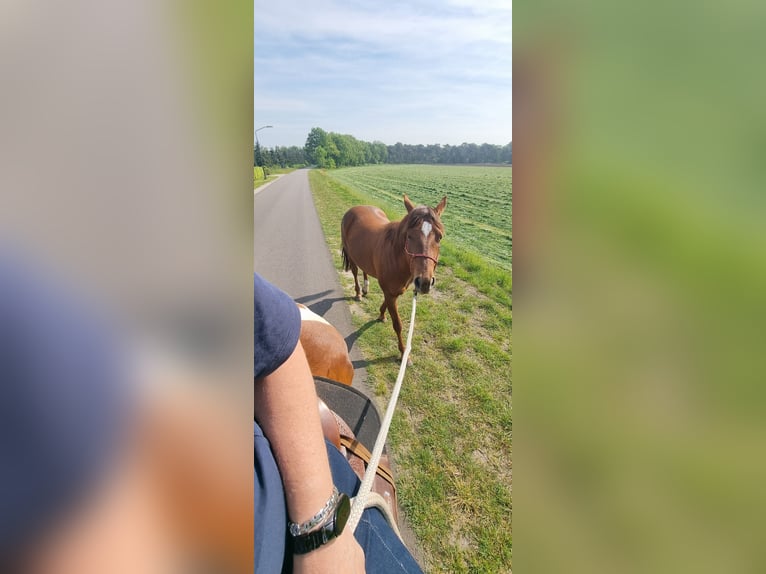 Paint Horse Merrie 5 Jaar 150 cm Donkere-vos in Maarheeze