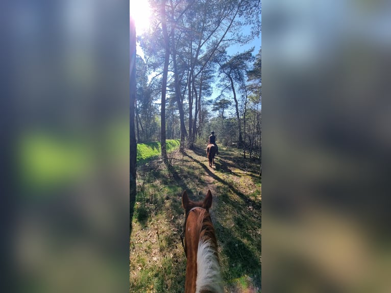 Paint Horse Merrie 5 Jaar 150 cm Donkere-vos in Maarheeze