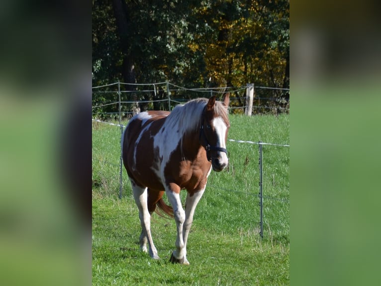 Paint Horse Merrie 5 Jaar 150 cm Gevlekt-paard in UELSEN