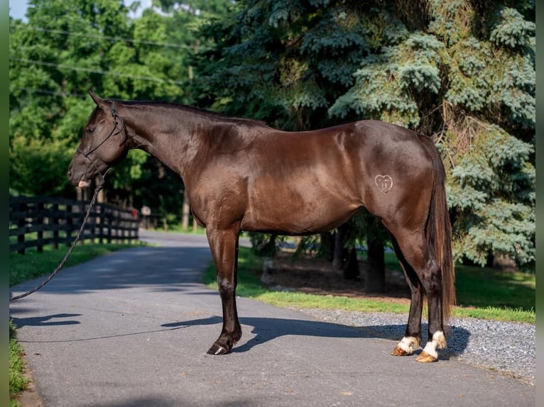 Paint Horse Merrie 5 Jaar 150 cm Zwart in New Holldand, PA