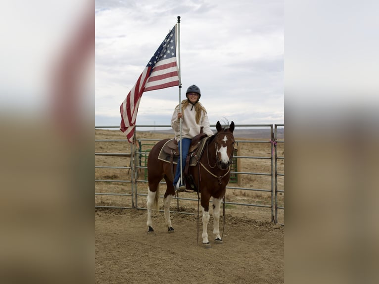 Paint Horse Merrie 5 Jaar 152 cm Tobiano-alle-kleuren in Fort Collins