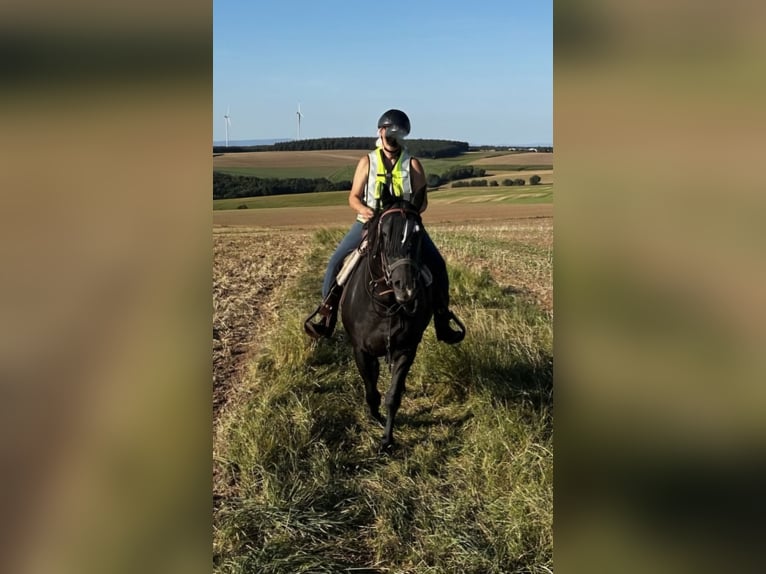 Paint Horse Merrie 5 Jaar 152 cm Zwart in Kirchheimbolanden