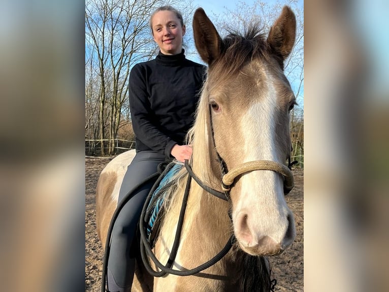 Paint Horse Merrie 5 Jaar 153 cm Champagne in Sülfeld