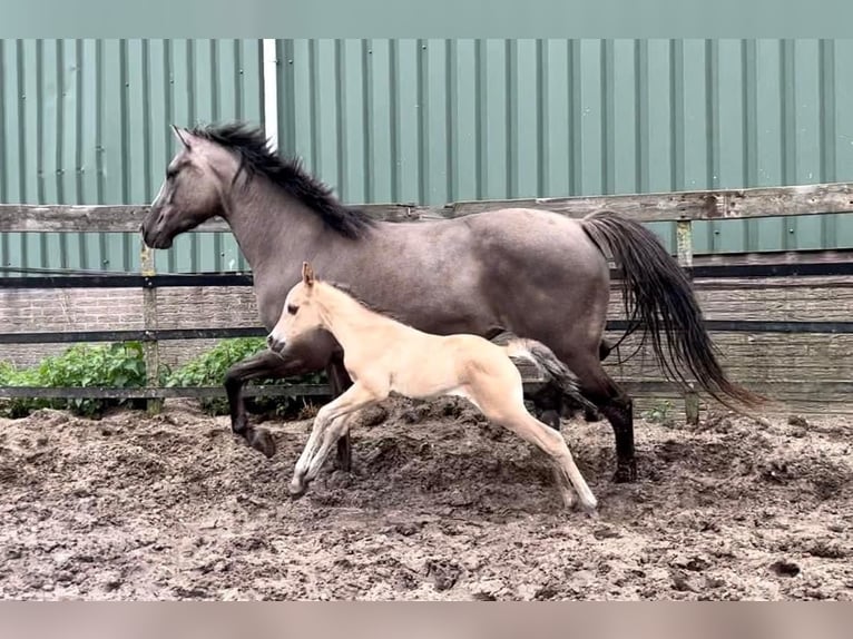 Paint Horse Merrie 5 Jaar 153 cm Grullo in Barneveld