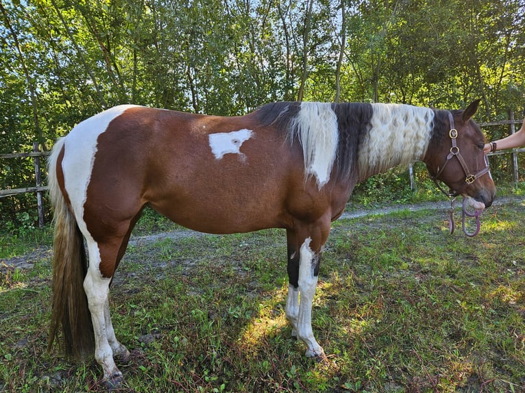 Paint Horse Merrie 5 Jaar 153 cm Overo-alle-kleuren in Nieuw-Schoonebeek