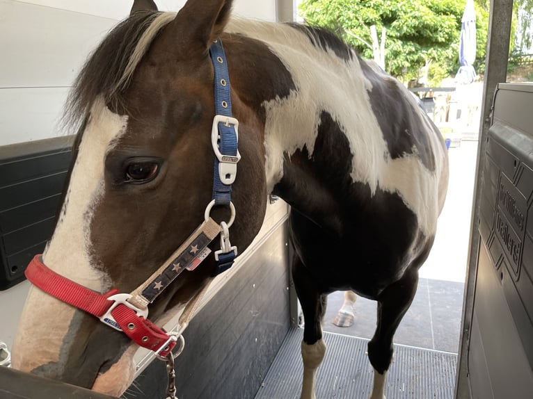 Paint Horse Merrie 5 Jaar 154 cm Overo-alle-kleuren in Nanzdietschweiler