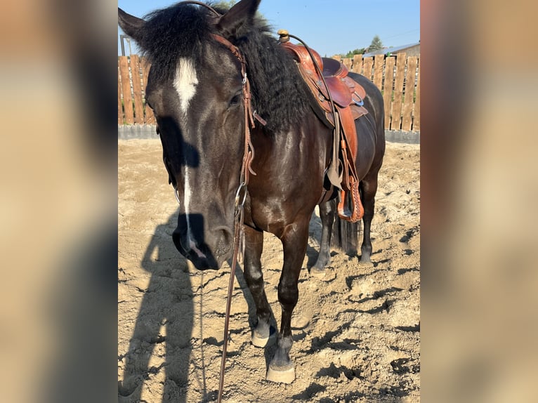 Paint Horse Merrie 5 Jaar 157 cm Zwart in Kappelen