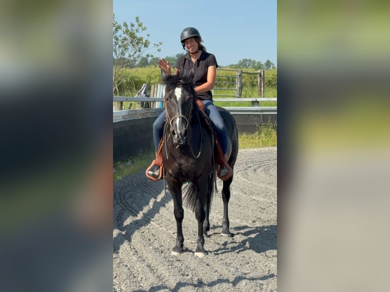 Paint Horse Merrie 5 Jaar 157 cm Zwart in Kappelen