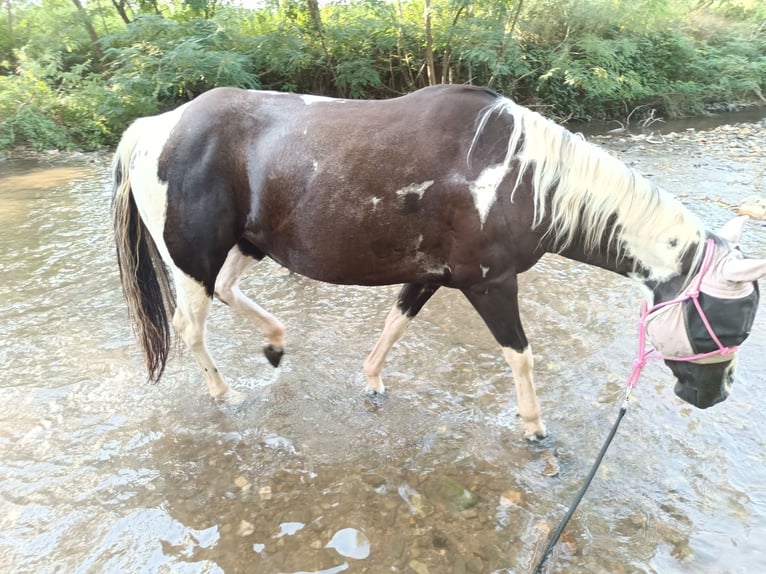 Paint Horse Merrie 6 Jaar 140 cm Tobiano-alle-kleuren in Langenlonsheim