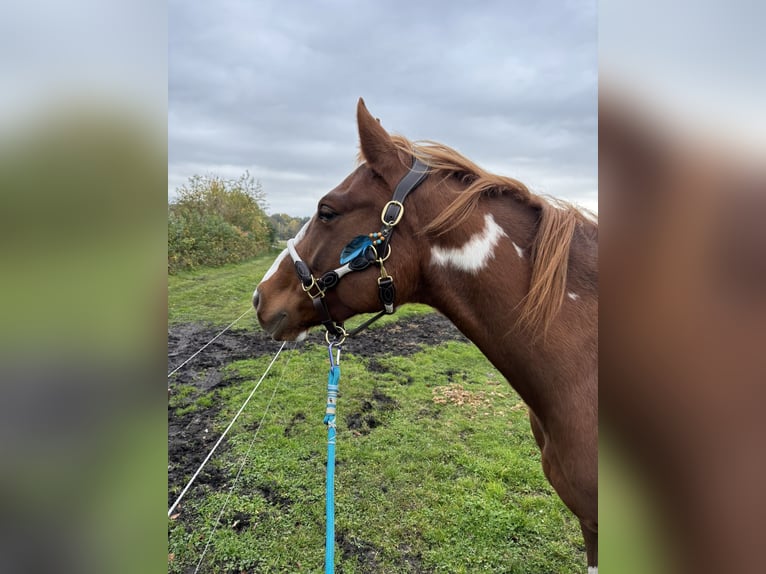 Paint Horse Mix Merrie 6 Jaar 146 cm Gevlekt-paard in Trassenheide