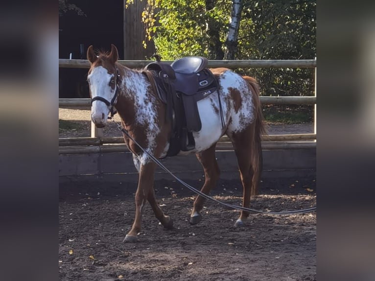 Paint Horse Merrie 6 Jaar 148 cm Overo-alle-kleuren in Hanstedt