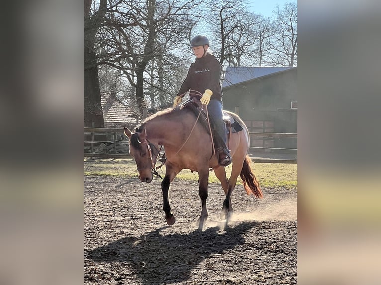 Paint Horse Merrie 6 Jaar 149 cm Buckskin in Elsdorf