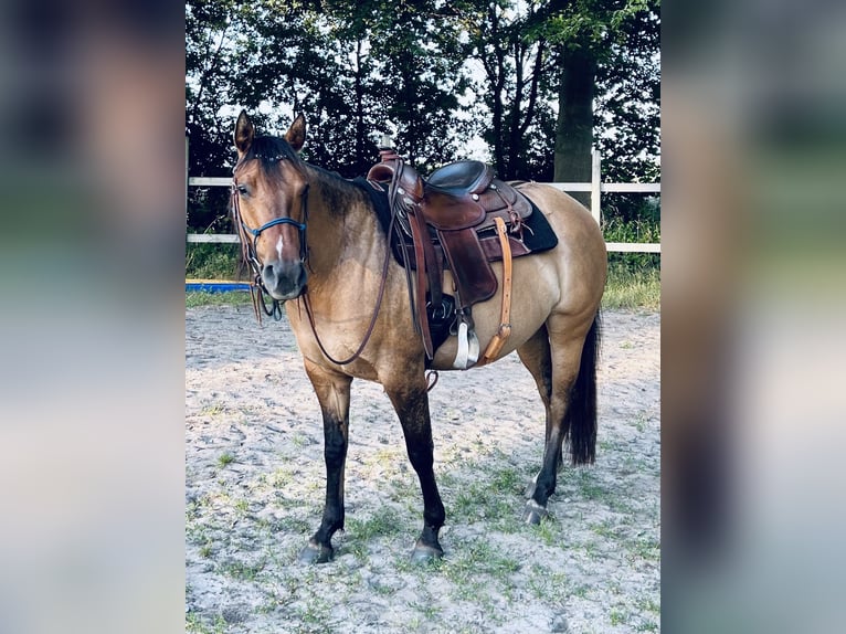 Paint Horse Merrie 6 Jaar 149 cm Buckskin in Elsdorf