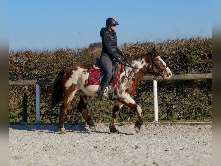 Paint Horse Mix Merrie 6 Jaar 150 cm Gevlekt-paard in Neustadt (Wied)