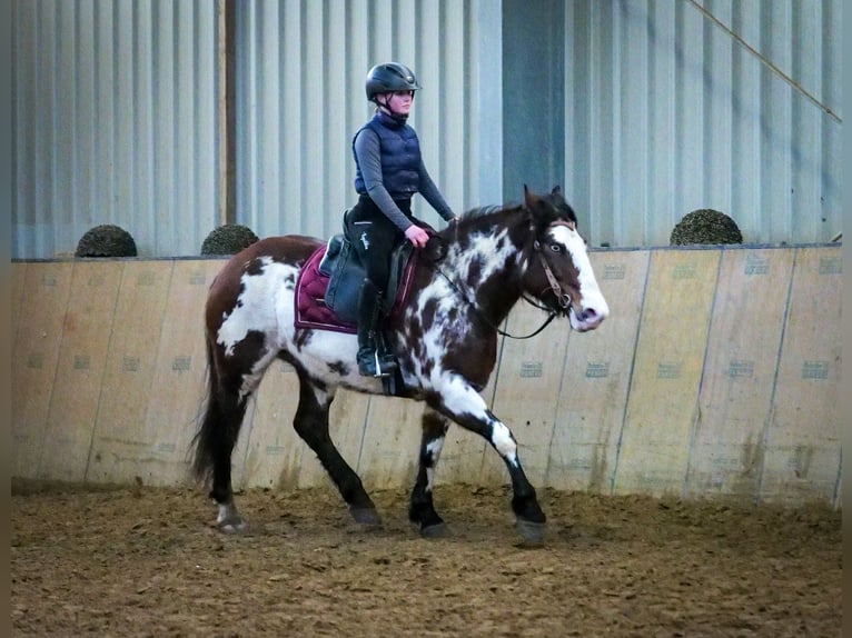 Paint Horse Mix Merrie 6 Jaar 150 cm Gevlekt-paard in Neustadt (Wied)