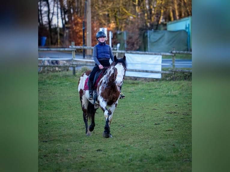 Paint Horse Mix Merrie 6 Jaar 150 cm Gevlekt-paard in Neustadt (Wied)