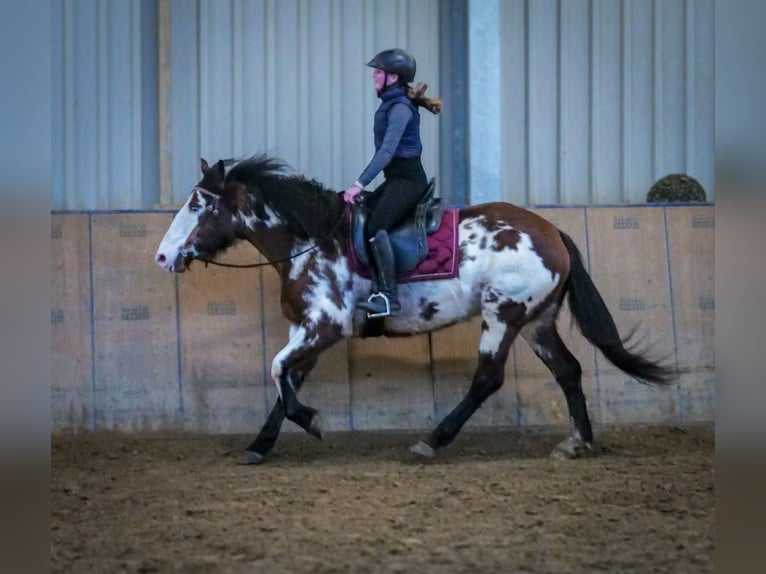 Paint Horse Mix Merrie 6 Jaar 150 cm Gevlekt-paard in Neustadt (Wied)