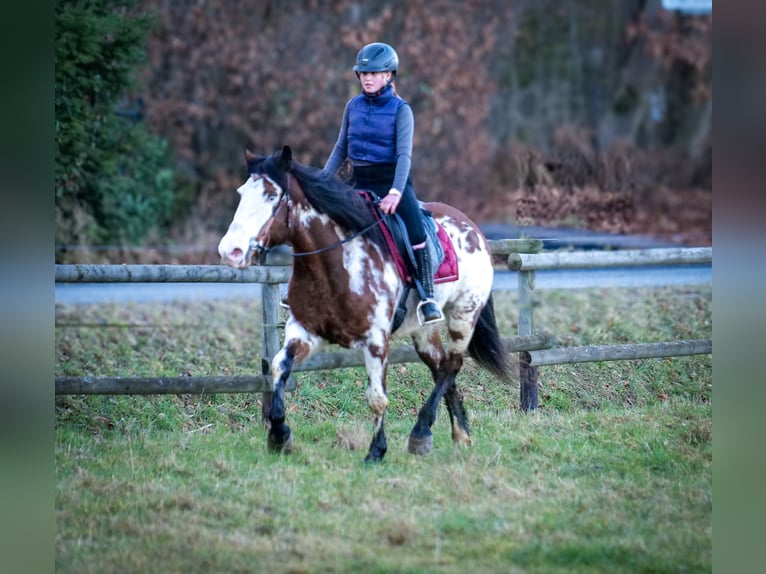 Paint Horse Mix Merrie 6 Jaar 150 cm Gevlekt-paard in Neustadt (Wied)