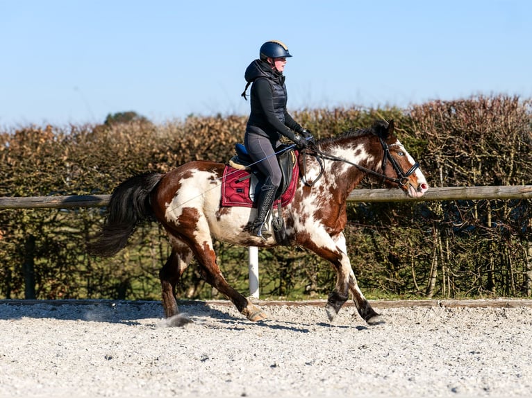 Paint Horse Mix Merrie 6 Jaar 150 cm Gevlekt-paard in Neustadt (Wied)