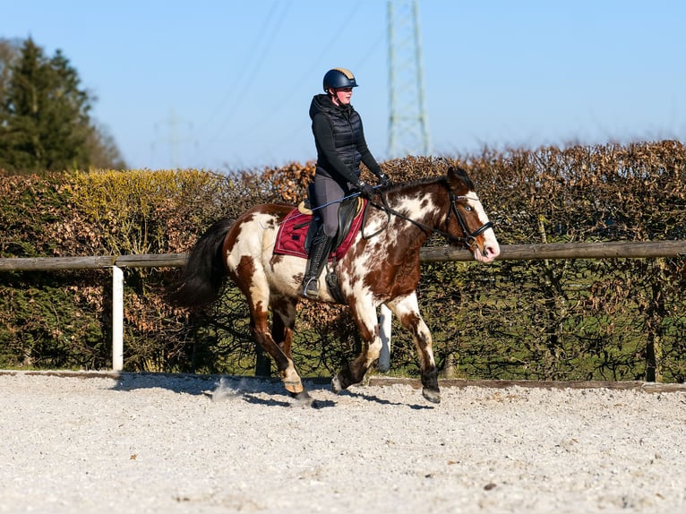 Paint Horse Mix Merrie 6 Jaar 150 cm Gevlekt-paard in Neustadt (Wied)