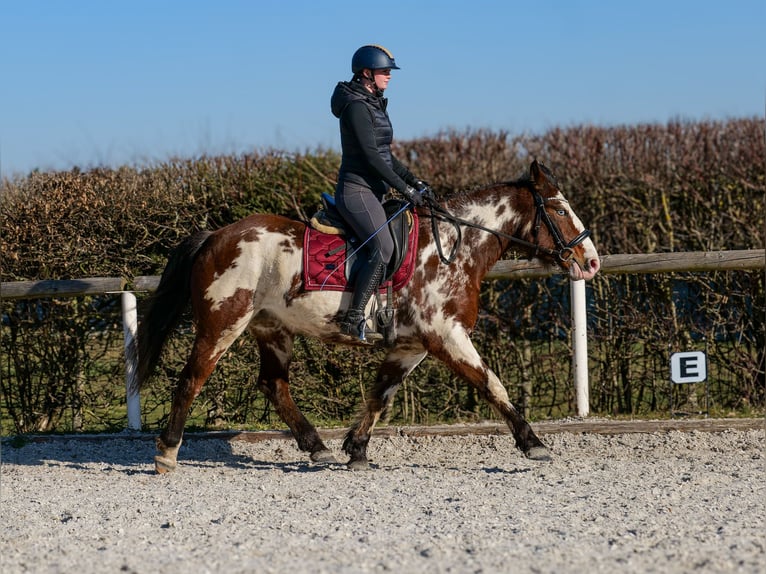 Paint Horse Mix Merrie 6 Jaar 150 cm Gevlekt-paard in Neustadt (Wied)