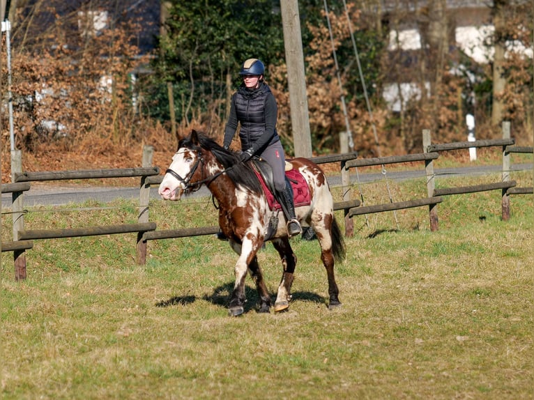 Paint Horse Mix Merrie 6 Jaar 150 cm Gevlekt-paard in Neustadt (Wied)